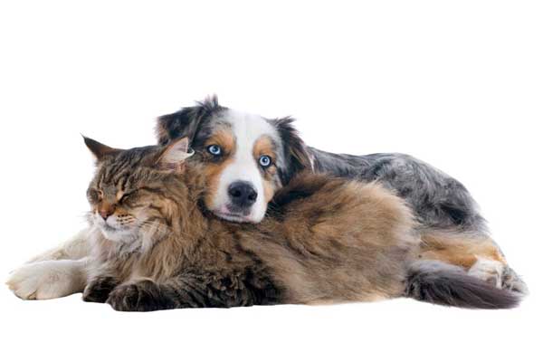 Une mutuelle santé pour animaux prend en charge tout ou partie de ces dépenses, garantissant à votre compagnon les meilleurs soins vétérinaires sans stress financier.