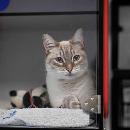 Minou avec une perfusion confortablement installé dans sa cage