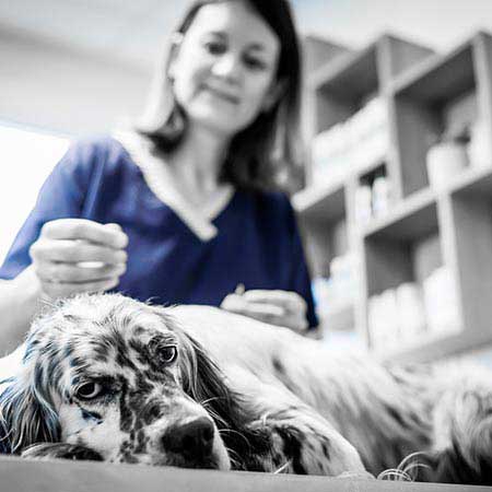 Chien très relaché lors d'une session d'acupuncture