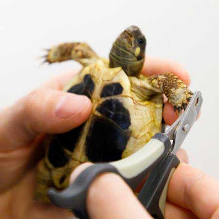 Découpe de griffe d'une tortue