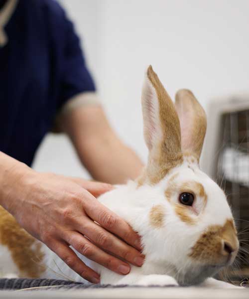 Les nouveaux animaux de compagnie